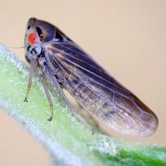 Macropsis infuscata