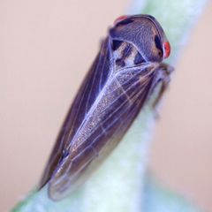 Macropsis infuscata
