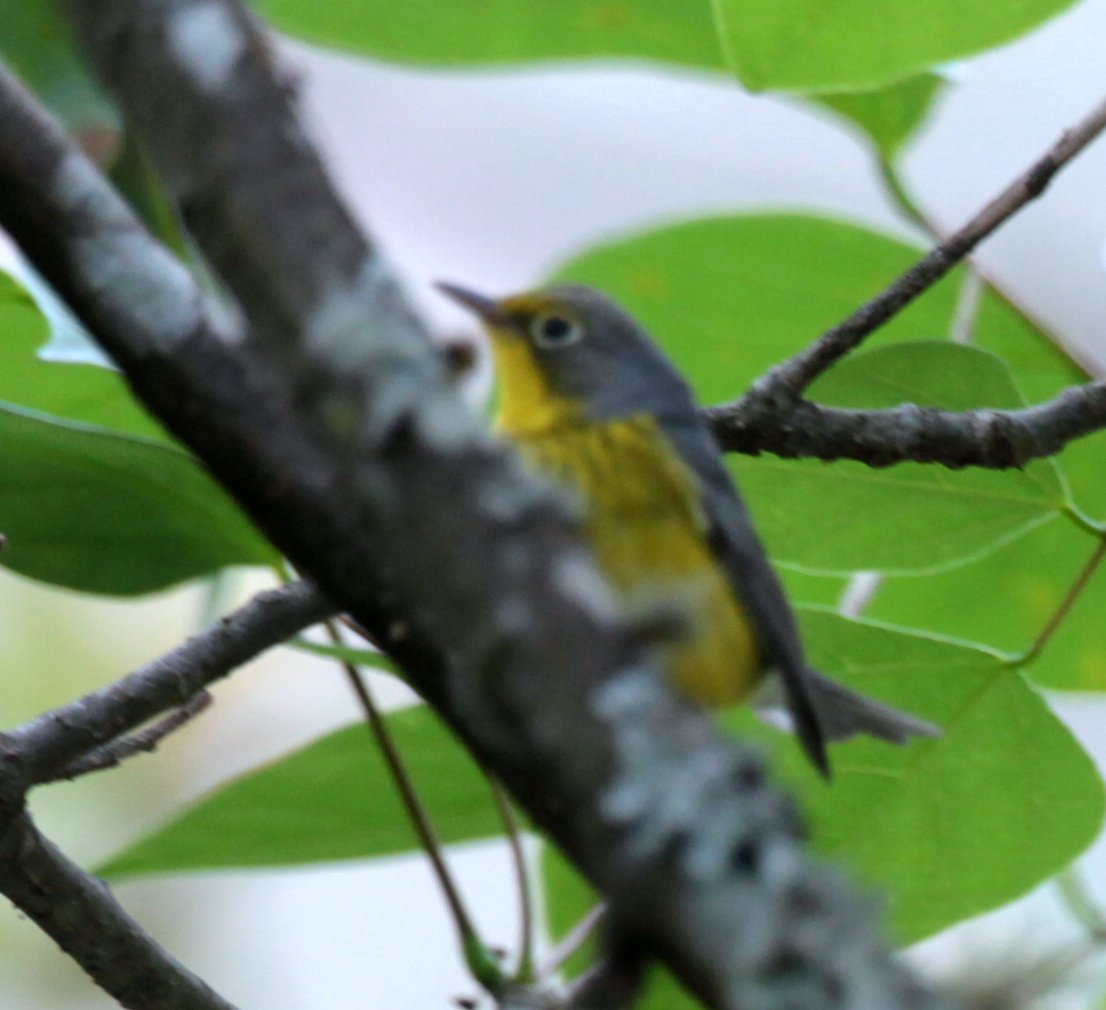 Cardellina canadensis image