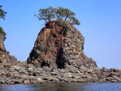 Juniperus maritima