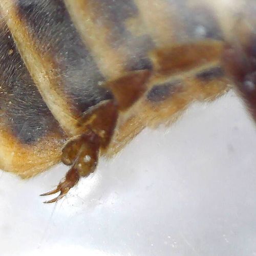 Red Soldier Beetle, photo 5 of 10