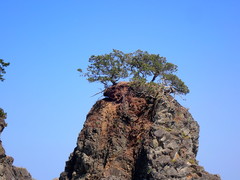Juniperus maritima