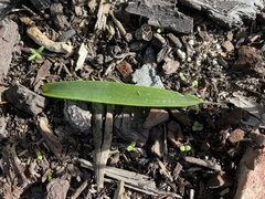 Lachenalia bulbifera