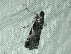 Astrapometis saburalis