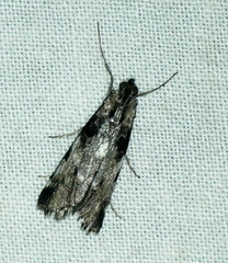 Astrapometis saburalis