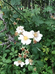 Rosa arvensis