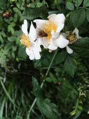 Rosa arvensis
