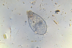 Euglypha