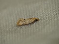 Mimobrachyoma meselectra