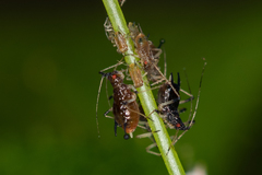 Impatientinum asiaticum