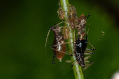 Impatientinum asiaticum