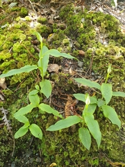 Pterostylis auriculata