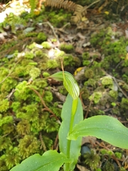 Pterostylis auriculata