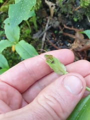 Pterostylis auriculata