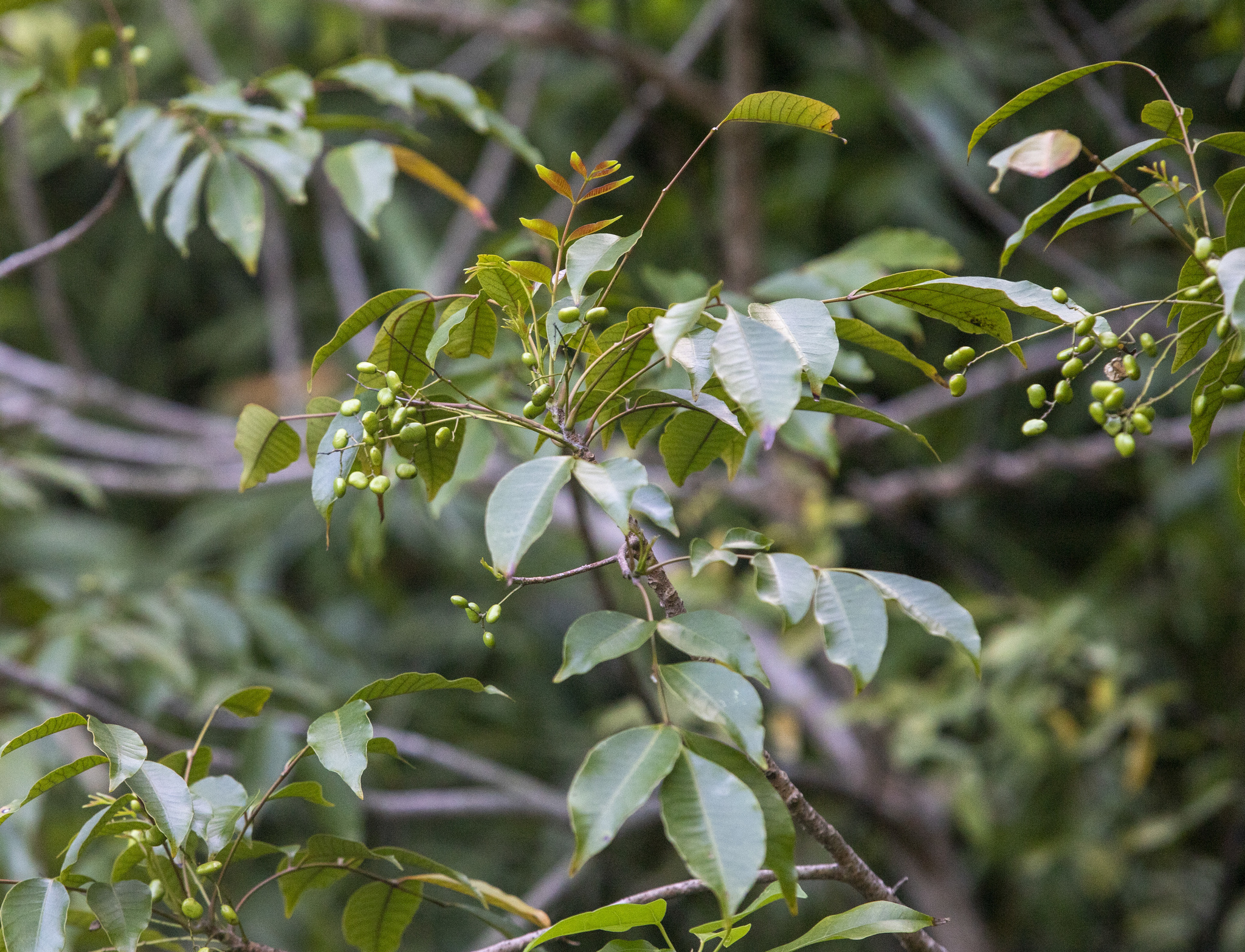 Toxicodendron succedaneum (Toxicodendron succedaneum)