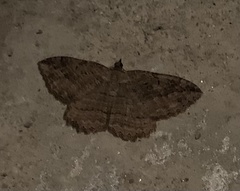 Philereme transversata