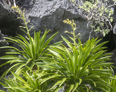 Dracaena cochinchinensis