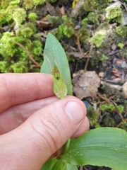 Pterostylis auriculata