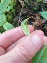 Pterostylis auriculata