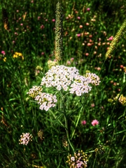 Achillea millefolium