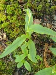 Pterostylis auriculata