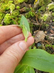Pterostylis auriculata