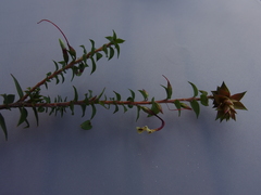 Epacris longiflora