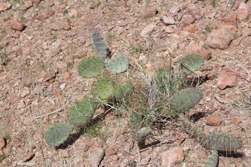 Twist-spined Pricklypear