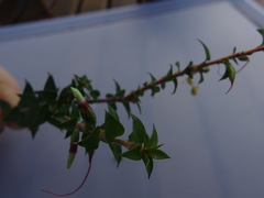 Epacris longiflora