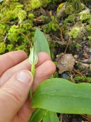 Pterostylis auriculata
