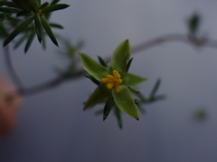 Epacris longiflora