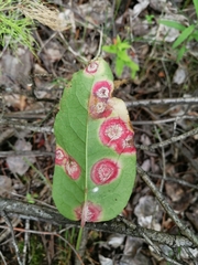Puccinia phragmitis