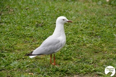 Chroicocephalus novaehollandiae