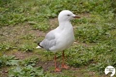 Chroicocephalus novaehollandiae