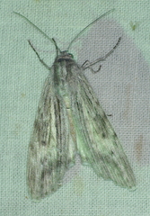 Capusa senilis