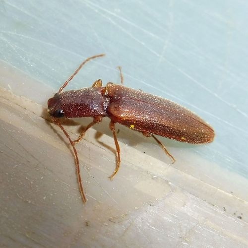 Curved Click Beetle