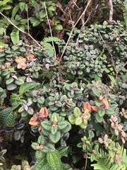 Metrosideros rugosa