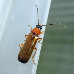 Rhagonycha lutea