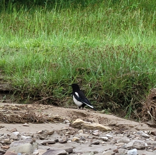 Oriental Magpie