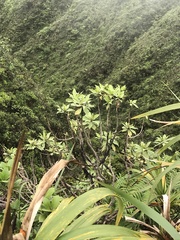 Scaevola gaudichaudiana