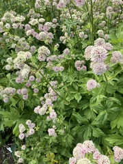 Astrantia