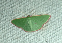 Chlorocoma cadmaria