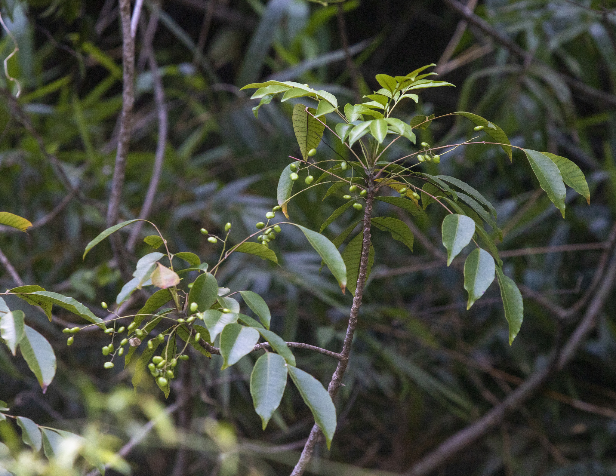 Toxicodendron succedaneum — ảnh 2