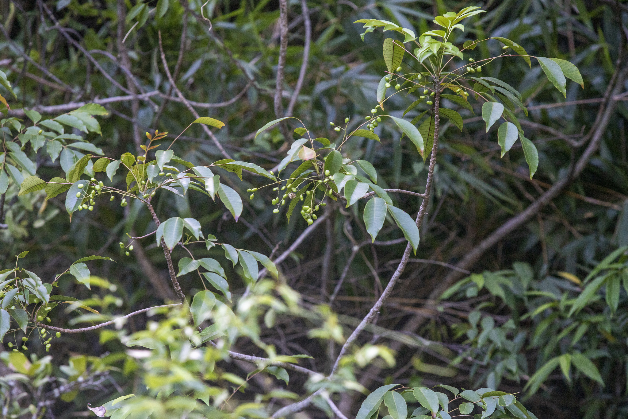 Toxicodendron succedaneum — ảnh 3