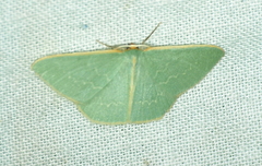 Chlorocoma melocrossa