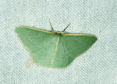 Chlorocoma melocrossa