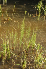 Equisetum fluviatile