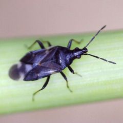 Temnostethus pusillus