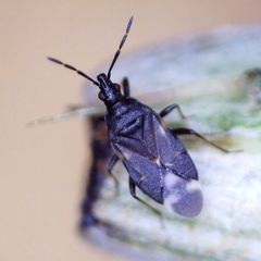 Temnostethus pusillus