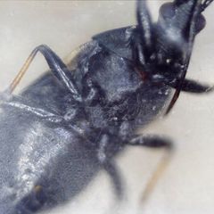 Temnostethus pusillus